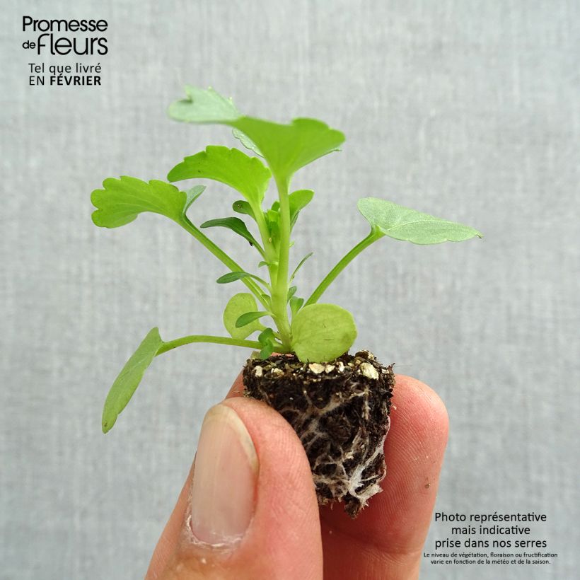 Esemplare di Viola F1 Carrera Rose à Macule Mini zolla: zolla da 2,2 cm x 2 cm in vassoio di coltivazione da 35 pezzi come consegnato in autunno