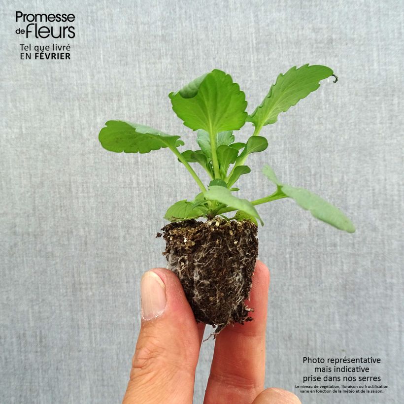 Esemplare di Viola F1 Carrera Rose à Macule Jardimotte: zolla da 3,8 cm x 3,2 cm in vassoio da 16 pezzi. come consegnato in autunno