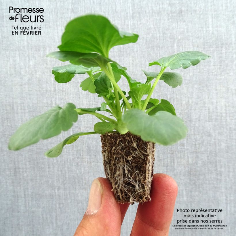 Esemplare di Viola F1 Carrera White Jardimotte: zolla da 3,8 cm x 3,2 cm in vassoio da 16 pezzi. come consegnato in autunno