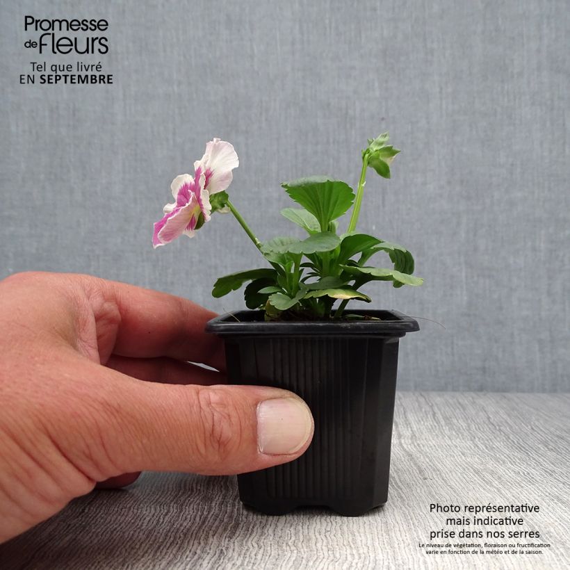 Esemplare di Viola F1 Carrera Rose Blotch Vasetto da 7/8 cm come consegnato in autunno