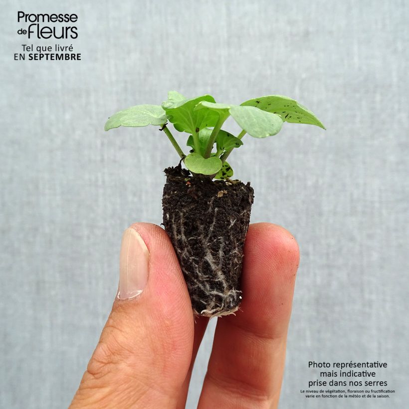 Esemplare di Viola Cats F1 Mix Mini zolla Ø 1,5/2,5 cm come consegnato in autunno