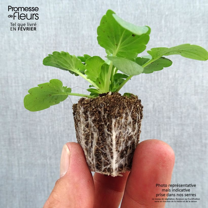 Esemplare di Viola F1 Félix Mix Jardimotte: zolla da 3,8 cm x 3,2 cm in vassoio da 16 pezzi. come consegnato in autunno