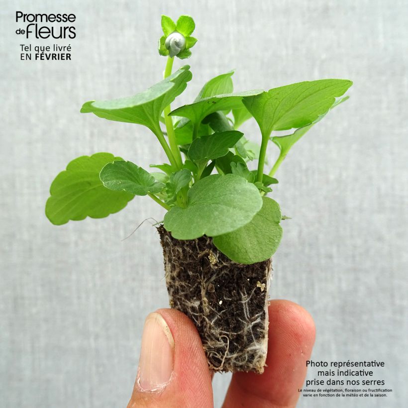 Example of Viola Inspire Silver Blue Jardimotte: zolla da 3,8 cm x 3,2 cm in vassoio da 16 pezzi. as you get in automne