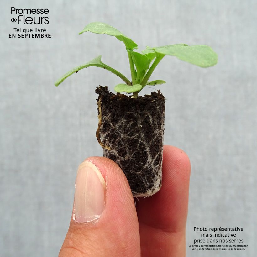 Esemplare di Viola Matrix F1 Cassis Mini zolla Ø 1,5/2,5 cm come consegnato in autunno