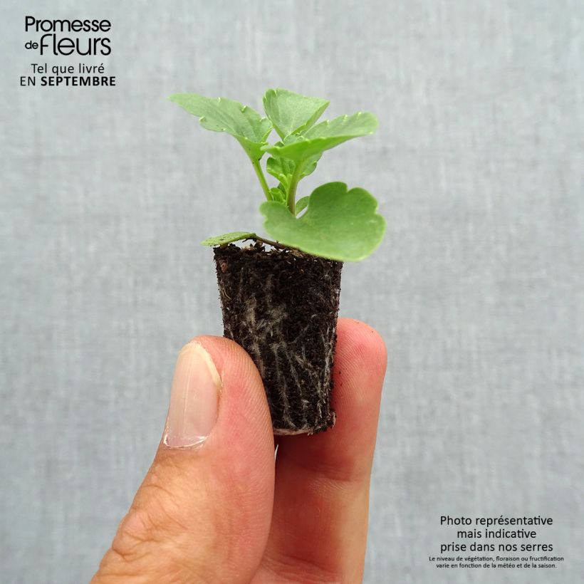 Esemplare di Viola Matrix F1 Deep Blue Blotch Mini zolla Ø 1,5/2,5 cm come consegnato in autunno