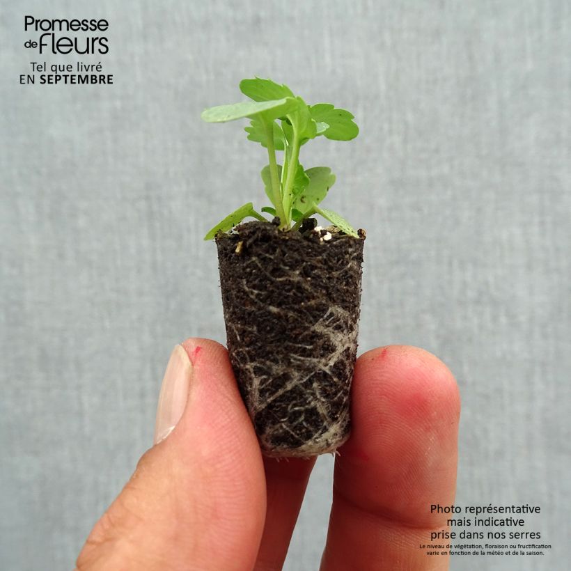 Esemplare di Viola Matrix F1 Yellow Blotch Mini zolla Ø 1,5/2,5 cm come consegnato in autunno