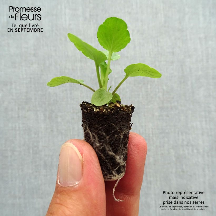 Esemplare di Viola Matrix F1 Lavender Shades Mini zolla Ø 1,5/2,5 cm come consegnato in autunno