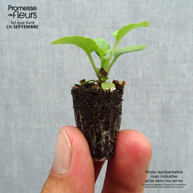 Esemplare di Viola Matrix F1 Lemon Clear Mini zolla Ø 1,5/2,5 cm come consegnato in autunno