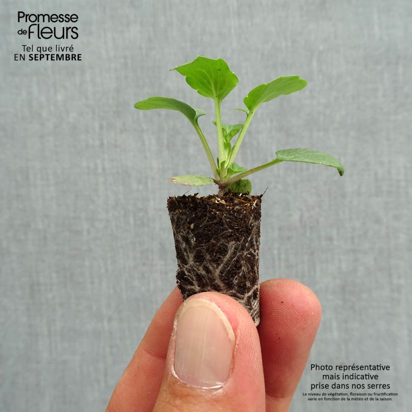 Esemplare di Viola Matrix F1 Orange Deep Mini zolla Ø 1,5/2,5 cm come consegnato in autunno