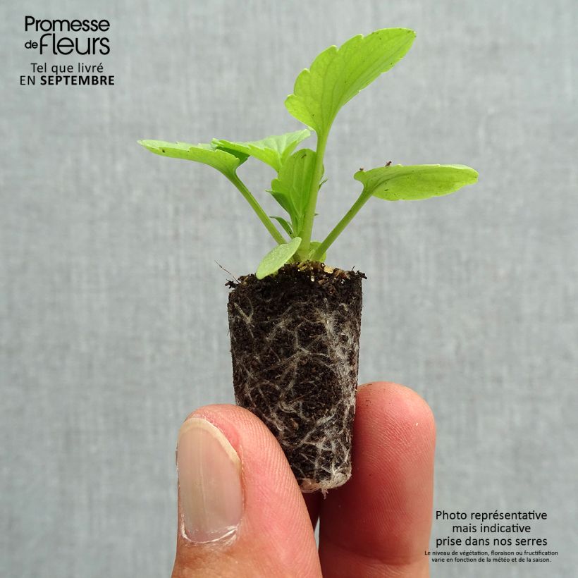 Esemplare di Viola Rose Mini zolla Ø 1,5/2,5 cm come consegnato in autunno