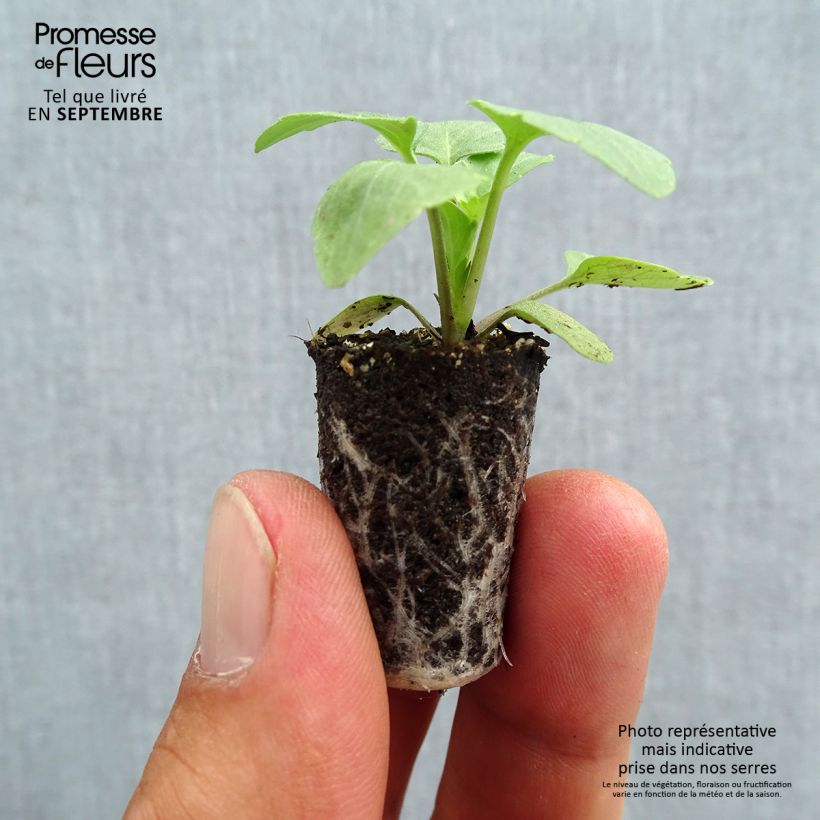 Esemplare di Viola Matrix F1 White Mini zolla Ø 1,5/2,5 cm come consegnato in autunno