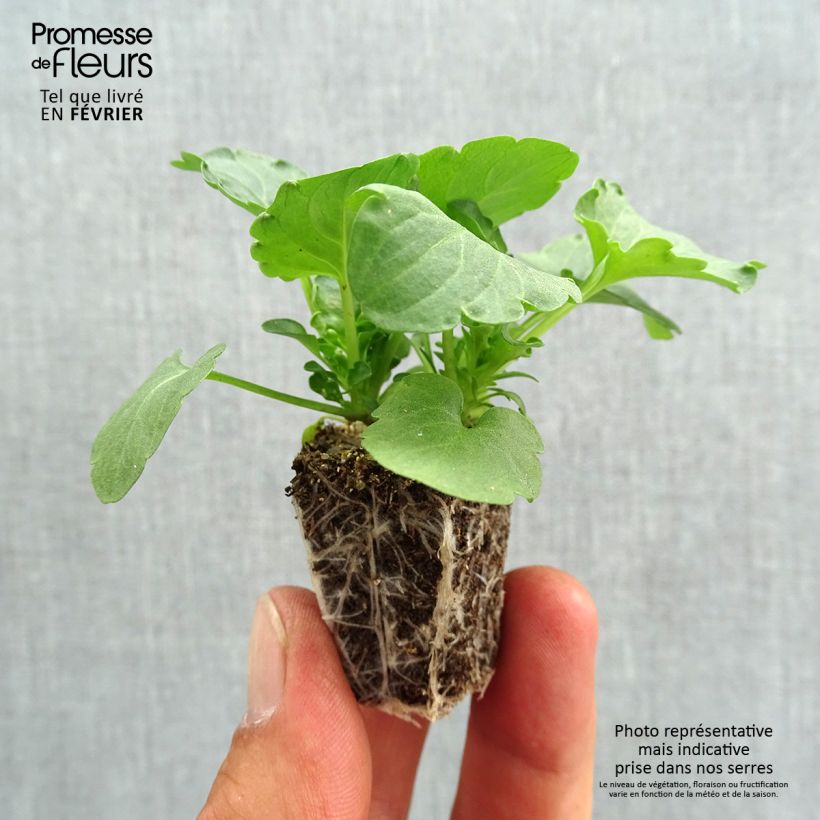 Esemplare di Viola Felix Jeans Jardimotte: zolla da 3,8 cm x 3,2 cm in vassoio da 16 pezzi. come consegnato in autunno