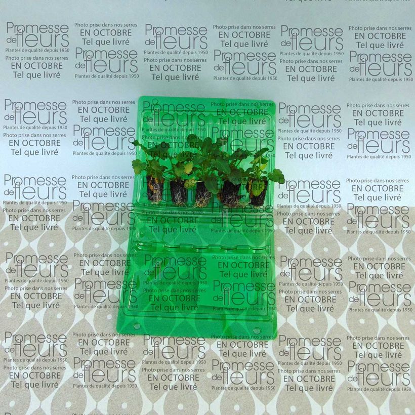 Esempio di esemplare Viola Mariposa F1 Peach Shades Mini zolla Ø 1,5/2,5 cm come consegnato