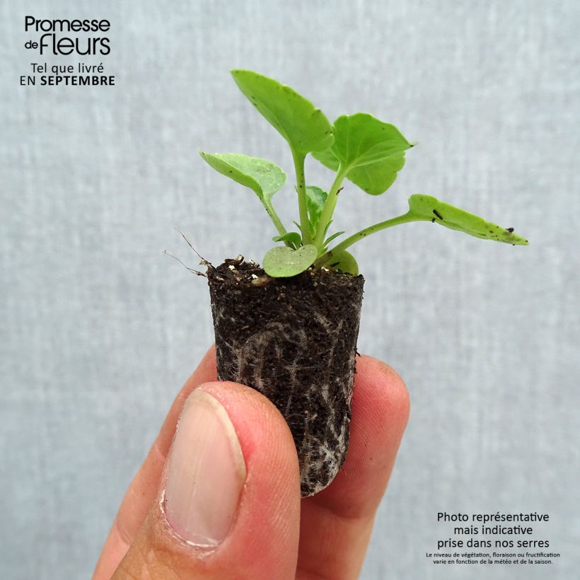 Esemplare di Viola Matrix F1 Midnight Glow Mini zolla Ø 1,5/2,5 cm come consegnato in autunno