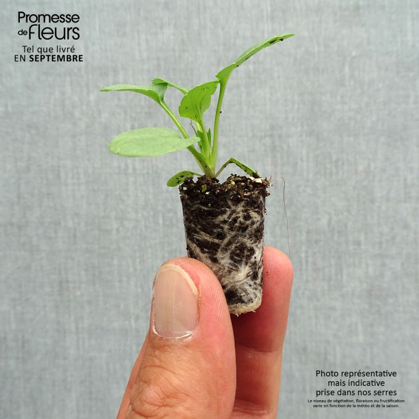 Example of Viola Matrix F1 Sangria Mini zolla Ø 1,5/2,5 cm as you get in automne