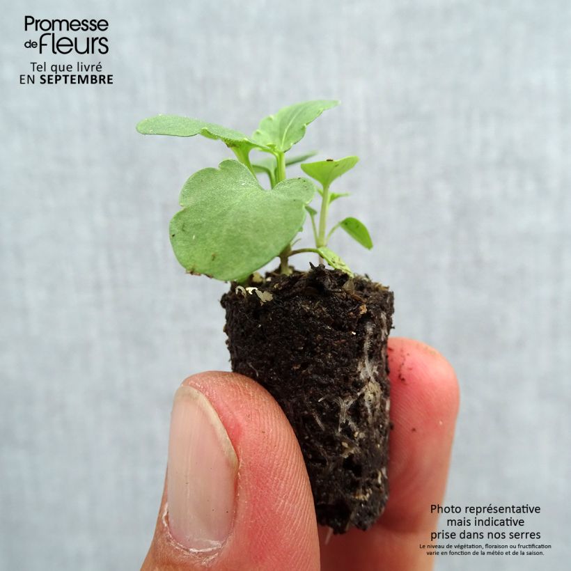 Esemplare di Viola Ultima Morpho F1 Mini zolla Ø 1,5/2,5 cm come consegnato in autunno