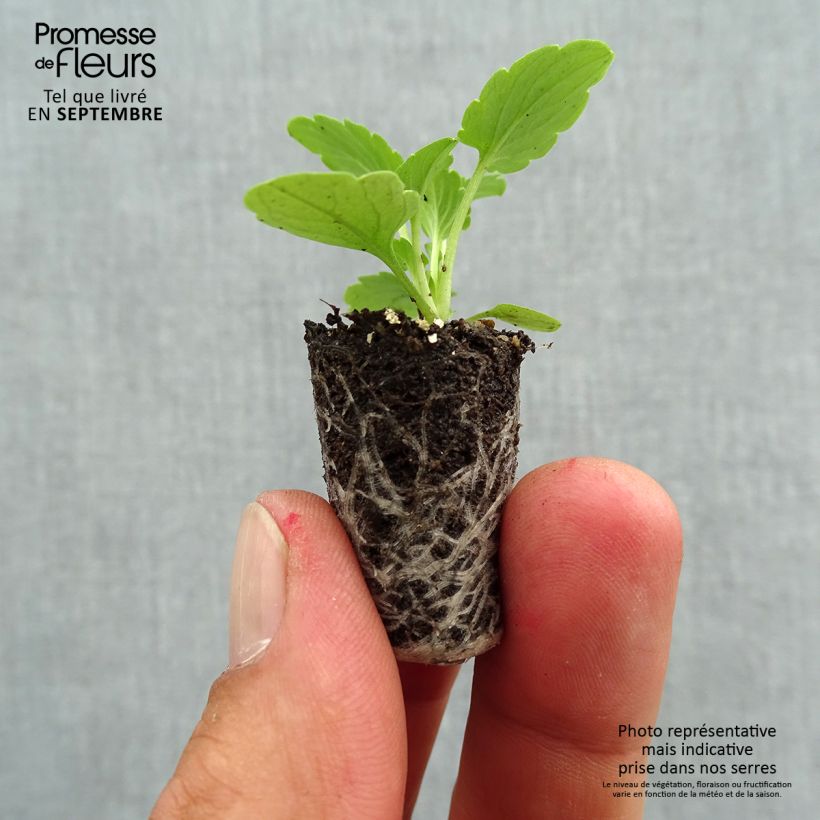 Esemplare di Viola Ultima Radiance F1 Pink Mini zolla Ø 1,5/2,5 cm come consegnato in autunno