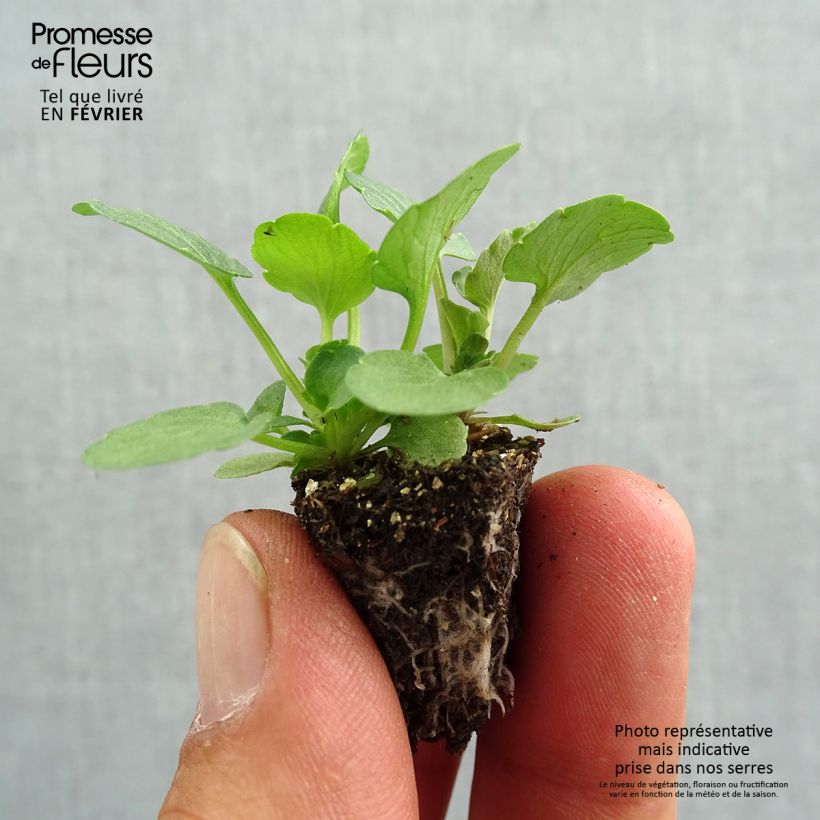 Esemplare di Viola Ultima Radiance F1 Red Mini zolla: zolla da 2,2 cm x 2 cm in vassoio di coltivazione da 35 pezzi come consegnato in autunno