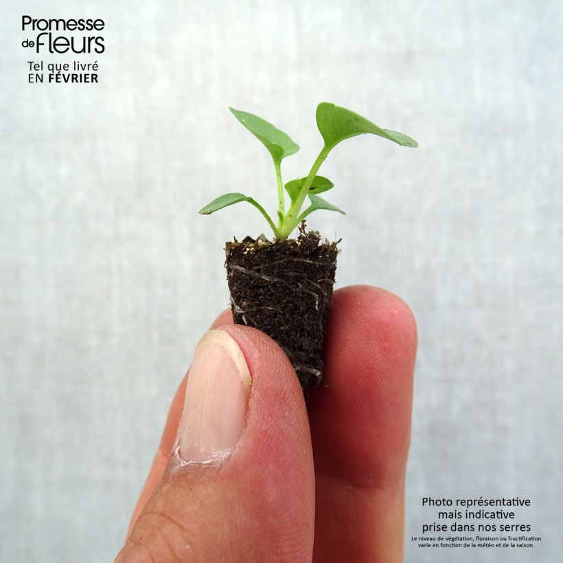 Esemplare di Viola Prim Up Yellow Red Blotch Mini zolla Ø 1,5/2,5 cm come consegnato in autunno