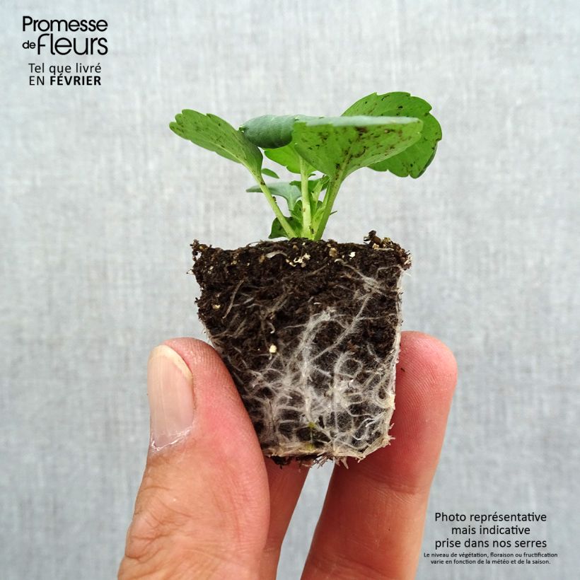 Esemplare di Viola Prim Up Yellow RedBlotch Jardimotte: zolla da 3,8 cm x 3,2 cm in vassoio da 16 pezzi. come consegnato in autunno