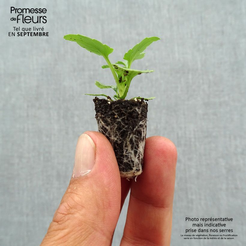 Esemplare di Viola Ultima Radiance F1 Mix Mini zolla Ø 1,5/2,5 cm come consegnato in autunno