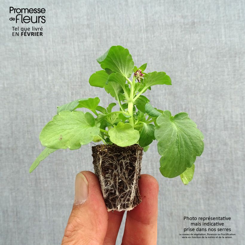 Esemplare di Viola F1 Farandole Jardimotte: zolla da 3,8 cm x 3,2 cm in vassoio da 16 pezzi. come consegnato in autunno