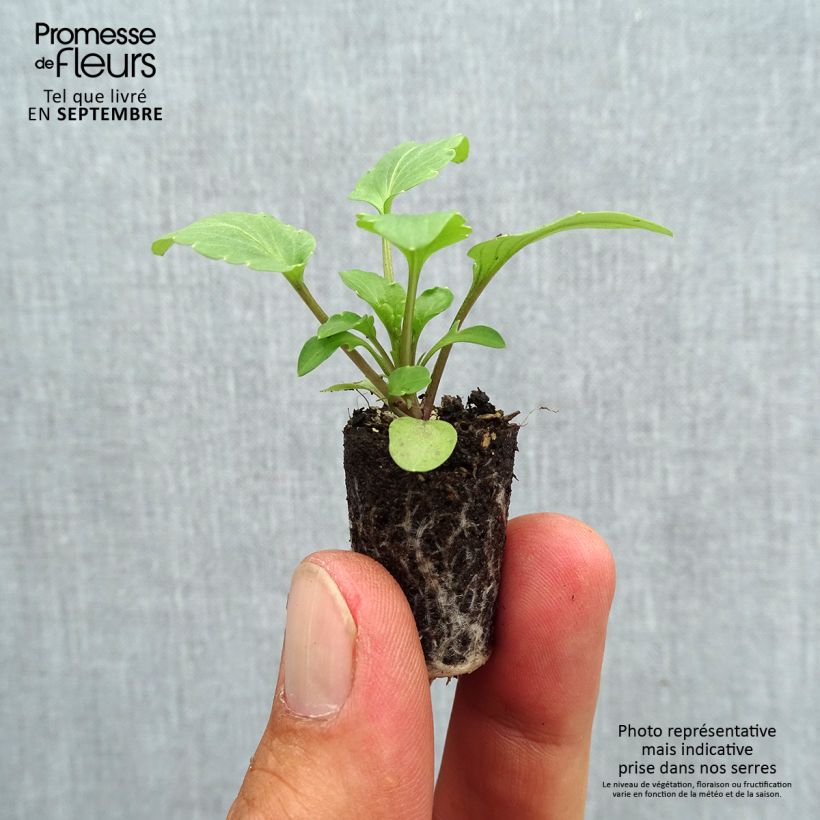 Esemplare di Viola Frizzle Sizzle F1 Mix Mini zolla Ø 1,5/2,5 cm come consegnato in autunno