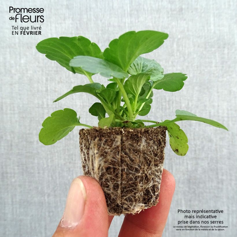 Esemplare di Viola F1 Raviola Pure Lemon Jardimotte: zolla da 3,8 cm x 3,2 cm in vassoio da 16 pezzi. come consegnato in autunno