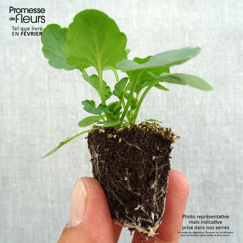 Esemplare di Viola F1 Suprême Mix Jardimotte: zolla da 3,8 cm x 3,2 cm in vassoio da 16 pezzi. come consegnato in autunno