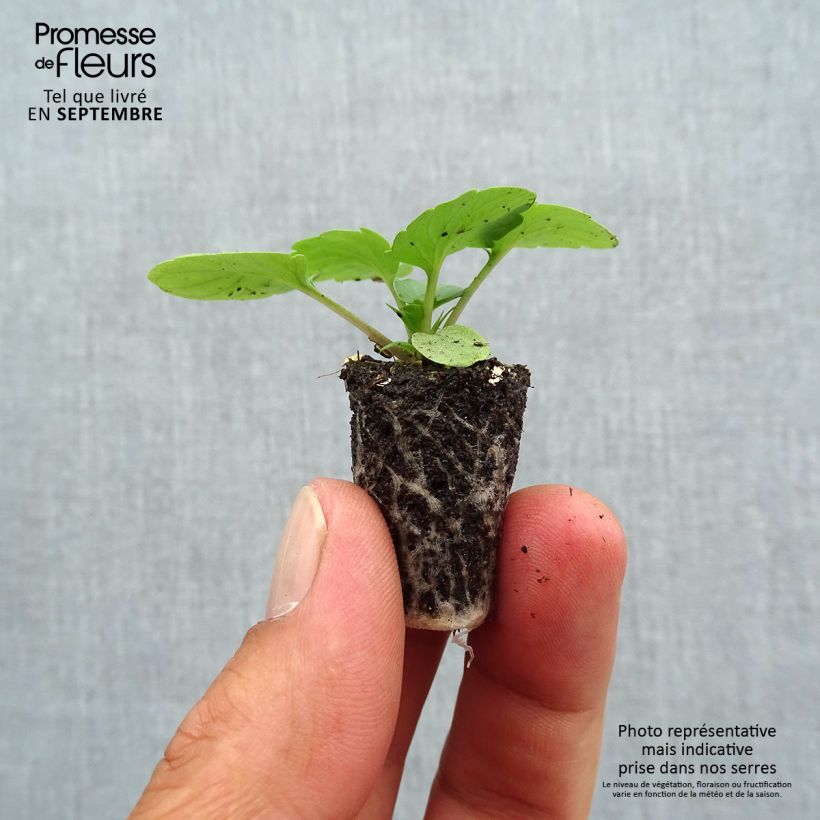 Esemplare di Viola Goliath F1 Mix Mini zolla Ø 1,5/2,5 cm come consegnato in autunno