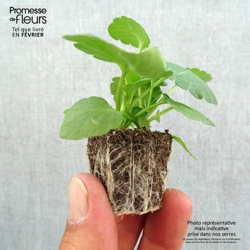 Esemplare di Viola Hercule F1 Mix Jardimotte: zolla da 3,8 cm x 3,2 cm in vassoio da 16 pezzi. come consegnato in autunno