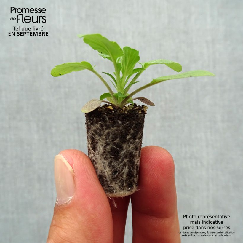 Esemplare di Viola Cool Wave Blue Skies Mini zolla Ø 1,5/2,5 cm come consegnato in autunno