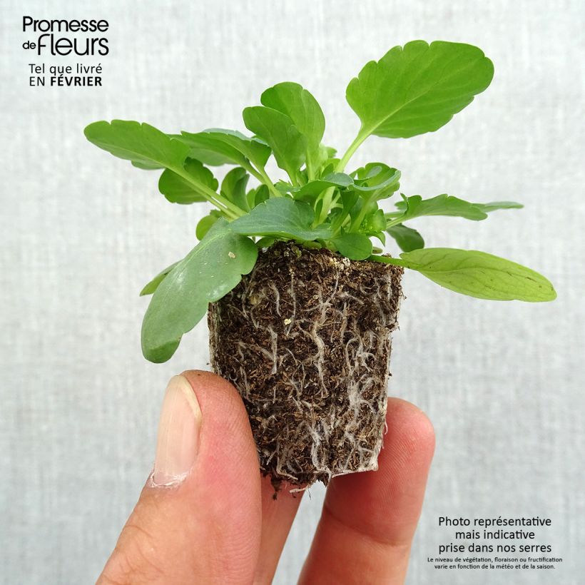 Esemplare di Viola Cool Wave Yellow Jardimotte: zolla da 3,8 cm x 3,2 cm in vassoio da 16 pezzi. come consegnato in autunno