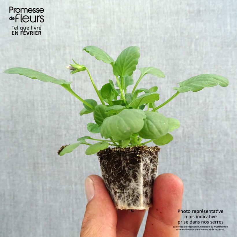 Esemplare di Viola Cool Wave Mix Jardimotte: zolla da 3,8 cm x 3,2 cm in vassoio da 16 pezzi. come consegnato in autunno