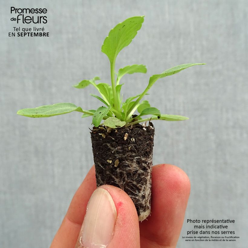 Esemplare di Viola Cool Wave Purple Wing Mini zolla Ø 1,5/2,5 cm come consegnato in autunno