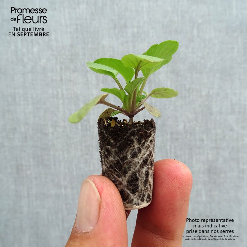 Esemplare di Viola Cool Wave Raspberry Mini zolla Ø 1,5/2,5 cm come consegnato in autunno