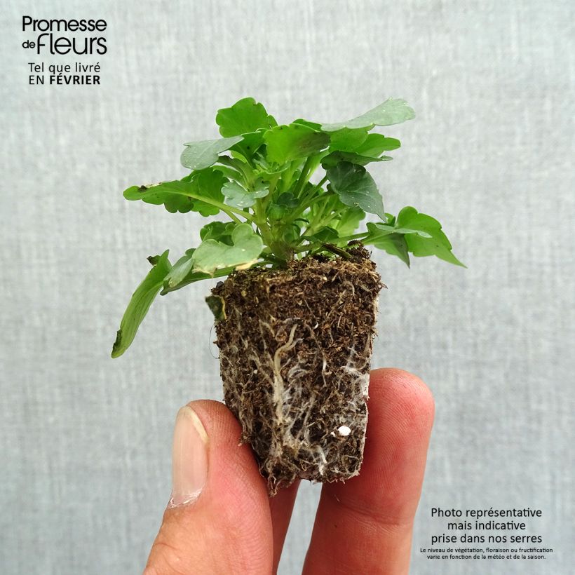 Esemplare di Viola Cool Wave Red Wing Jardimotte: zolla da 3,8 cm x 3,2 cm in vassoio da 16 pezzi. come consegnato in autunno