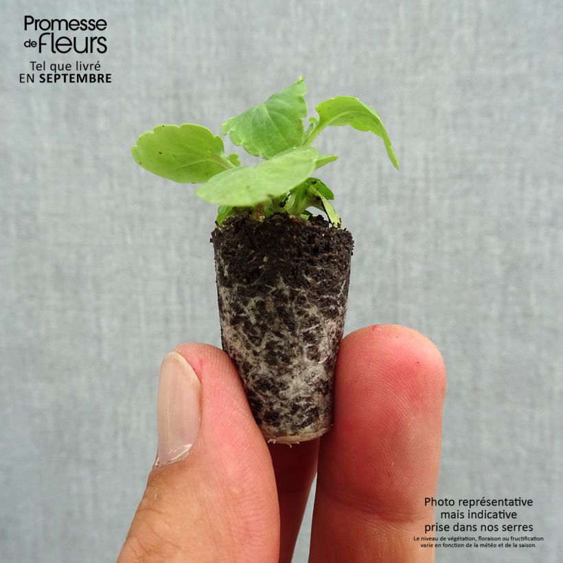 Esemplare di Viola Cool Wave White Mini zolla Ø 1,5/2,5 cm come consegnato in autunno