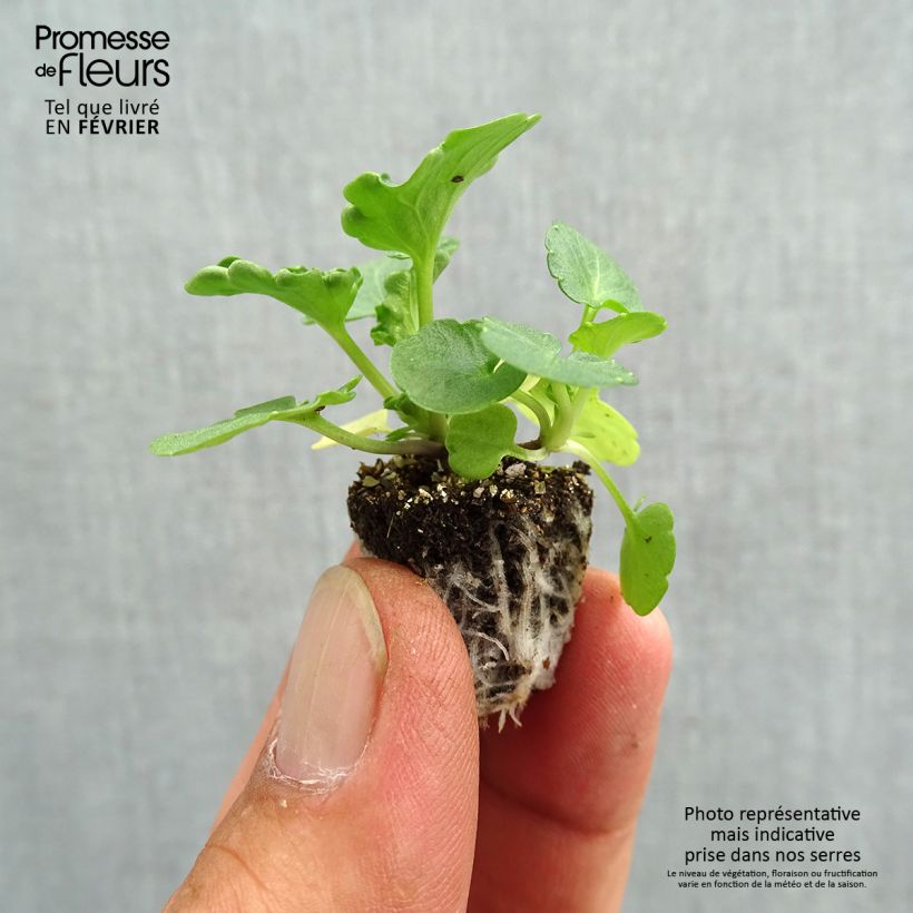 Esemplare di Viola Prim'Up Ocean Mix Mini zolla: zolla da 2,2 cm x 2 cm in vassoio di coltivazione da 35 pezzi come consegnato in autunno