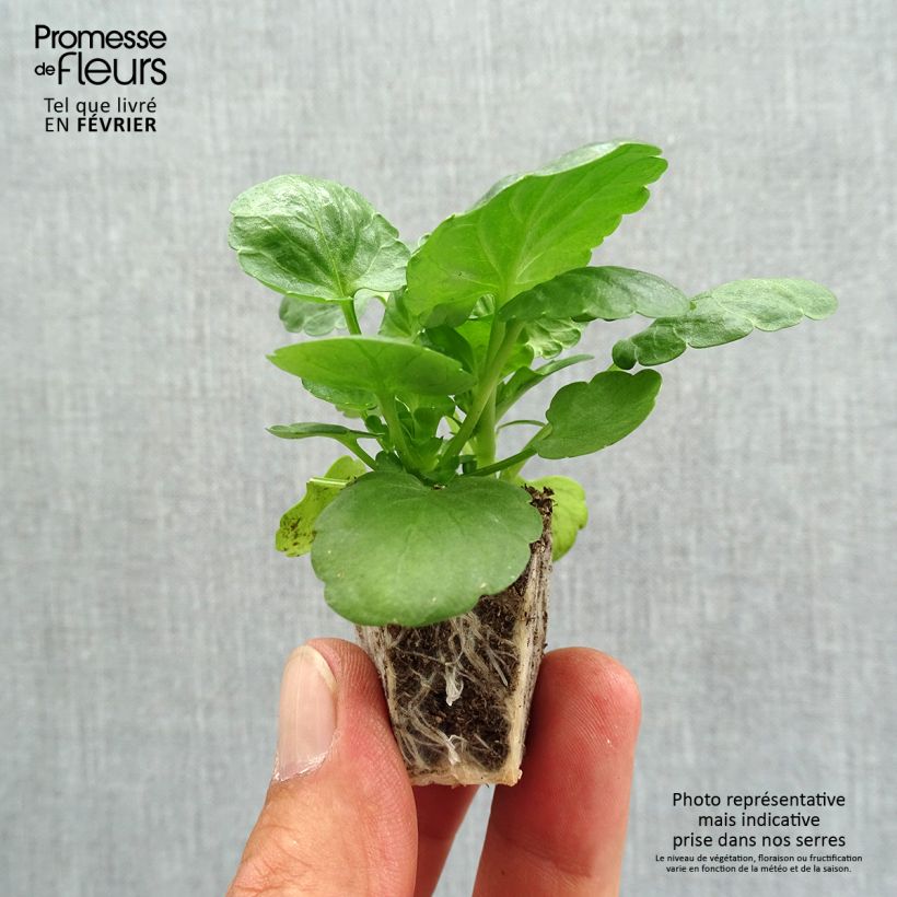 Esemplare di Viola Prim'Up Ocean Mix Jardimotte: zolla da 3,8 cm x 3,2 cm in vassoio da 16 pezzi. come consegnato in autunno