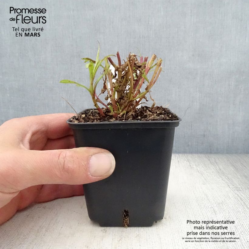 Penstemon Apple Blossom Vasetto da 8/9 cm esemplare consegnato in primavera