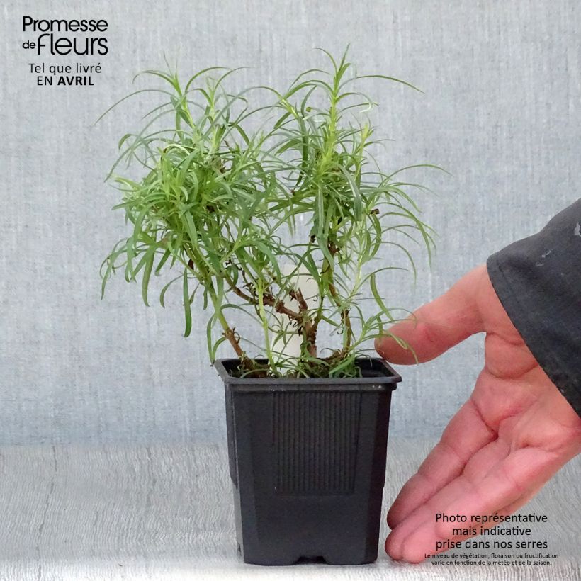 Penstemon Evelyn Vasetto da 8/9 cm esemplare consegnato in primavera