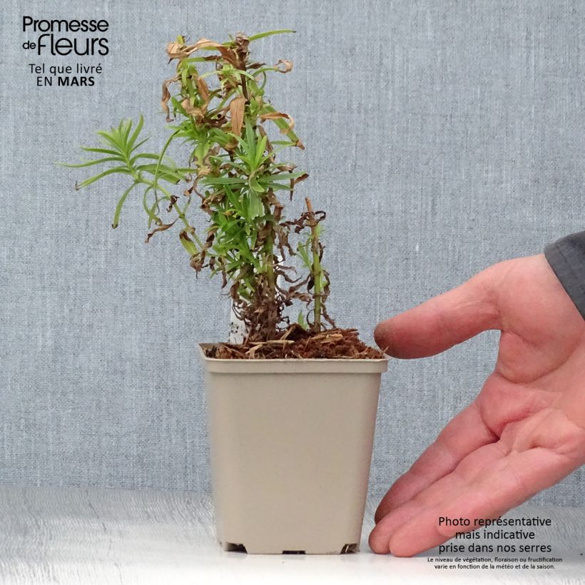 Penstemon Harlequin Magenta Vaso da 2L/3L esemplare consegnato in primavera