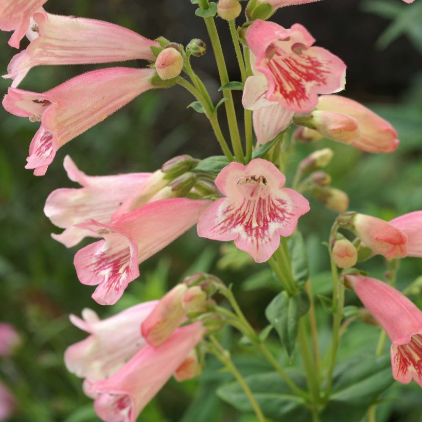 Penstemon Hewell Pink Bedder (Fioritura)
