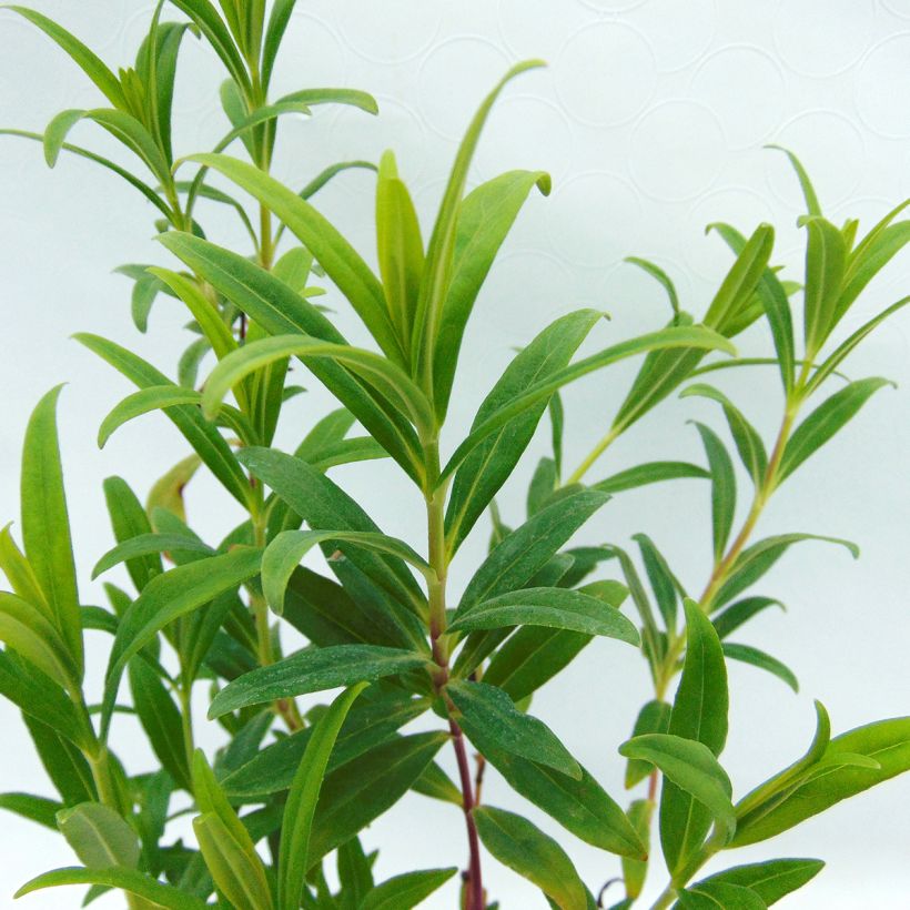 Penstemon Hewell Pink Bedder (Fogliame)