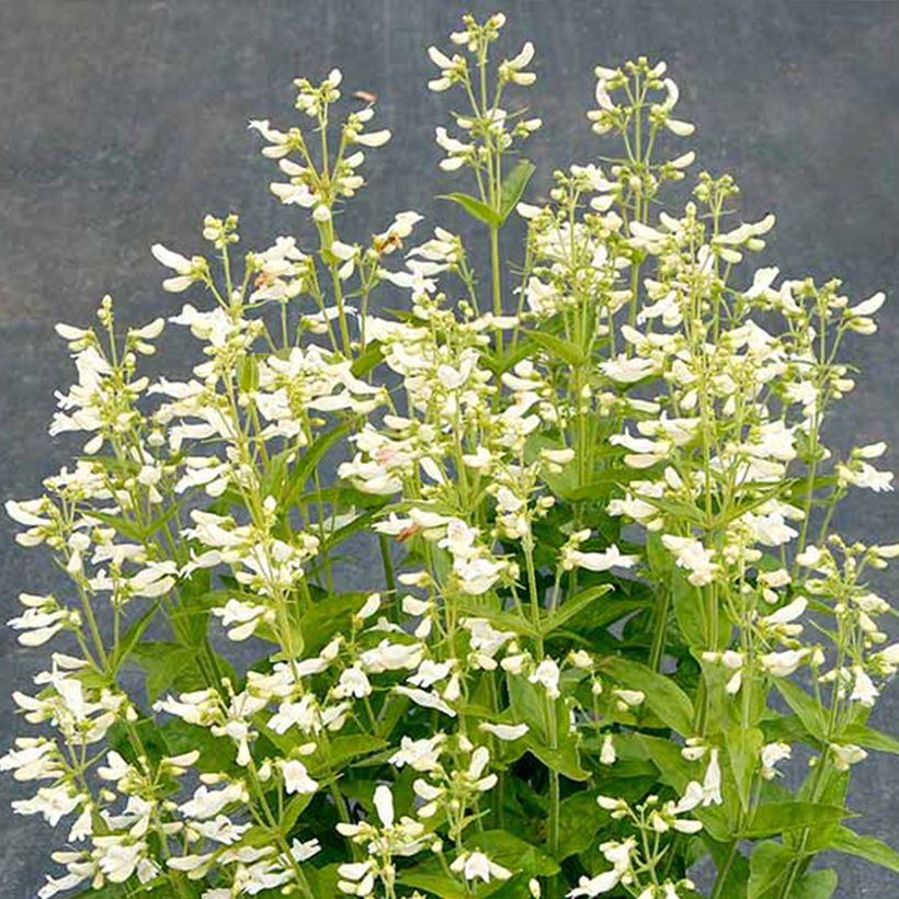 Penstemon Nova Pearl - Galane (Fioritura)