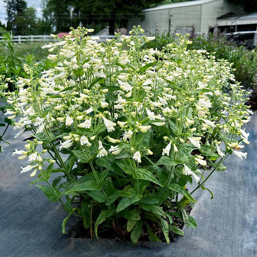 Penstemon Nova Pearl - Galane (Porto)