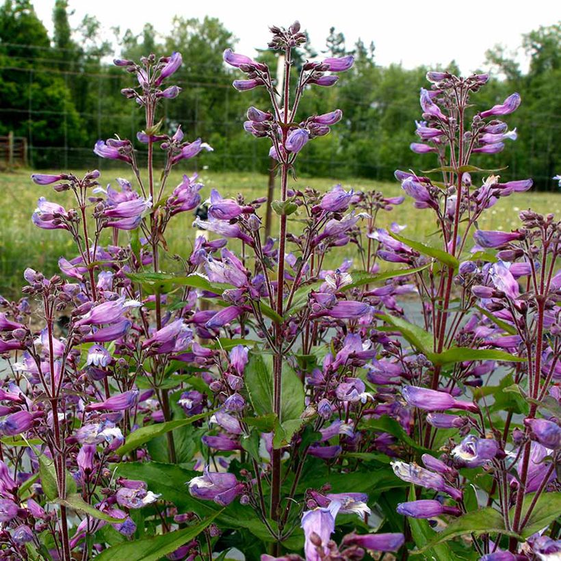 Penstemon Nova Twilight - Galane (Fioritura)