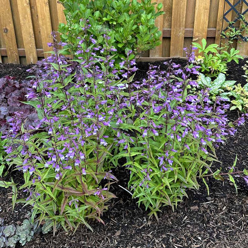 Penstemon Nova Twilight - Galane (Porto)