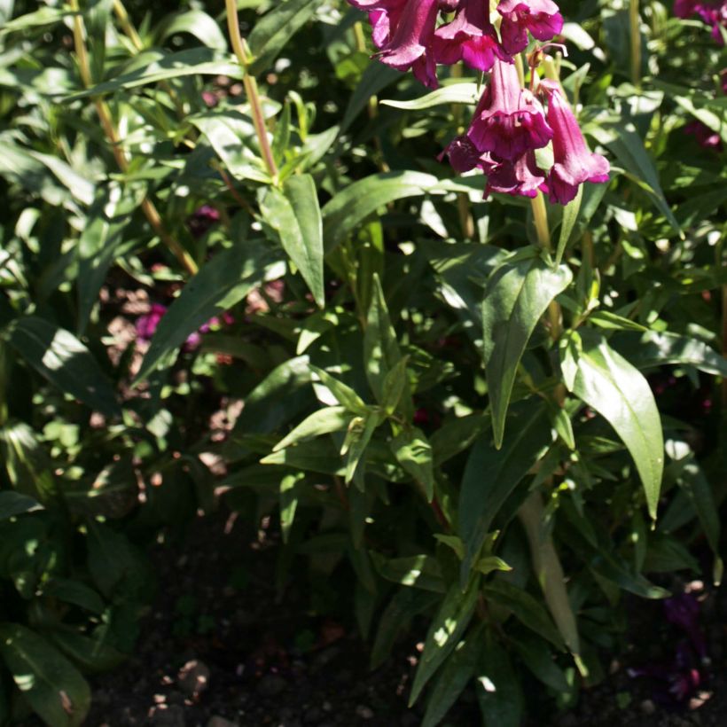 Penstemon Raven (Foliage)